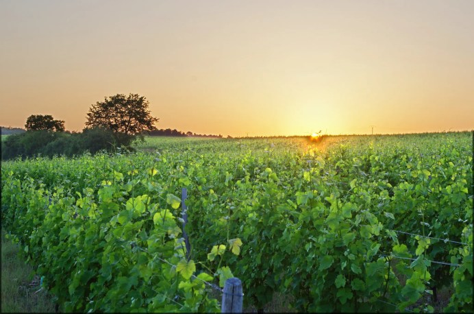 vineyard